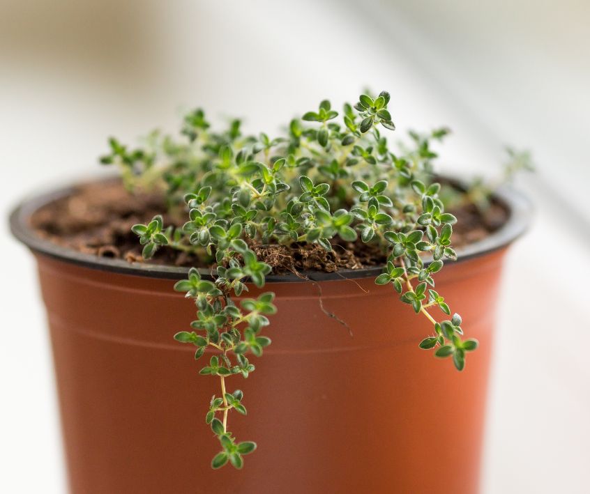 A small orange pot with green creeping thyme plant growing over the edge.