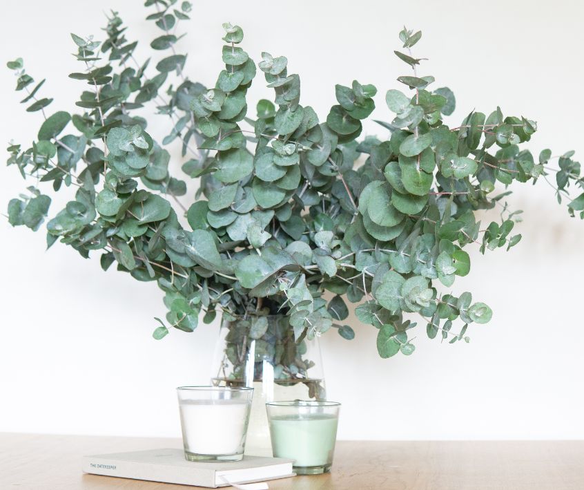 Green dried eucalyptus branches in a glass vase.