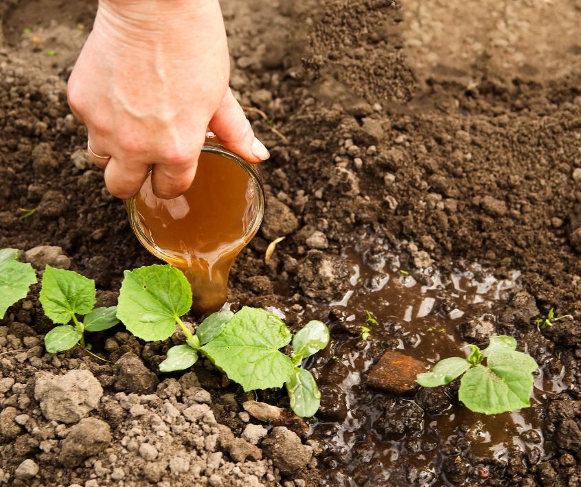 Drench fertilizing young cucumber plants.