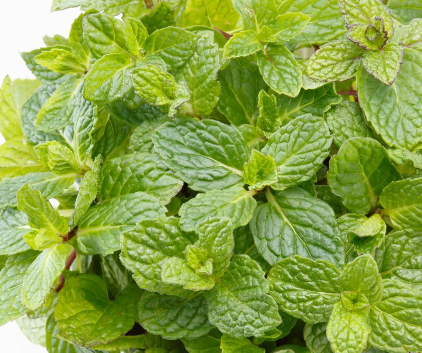 Bright green fresh mint leaves.