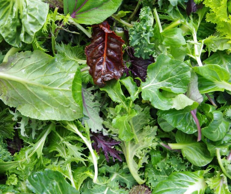 Fresh mixed salad greens from the garden.