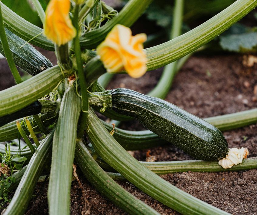 Growing Zucchini Plant with Flowers and Fruit.