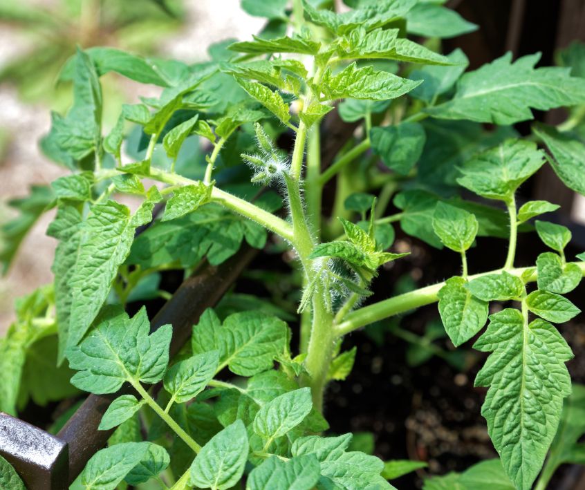 Bright green healthy young tomato plant growing in a garden.
