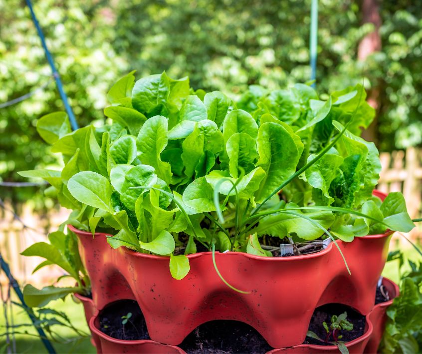 Lettuce and onion plants and green onions growing in patio garden container in summer with backyard in background.