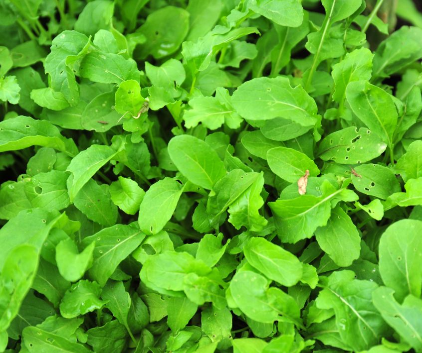 Healthy bright green leaves of closely planted rocket plants growing in a garden.