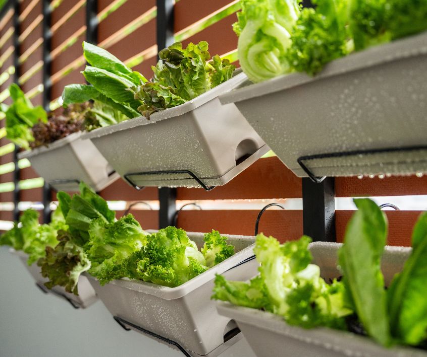 Salad greens growing in a vertical garden growing on a sunny backyard wall.