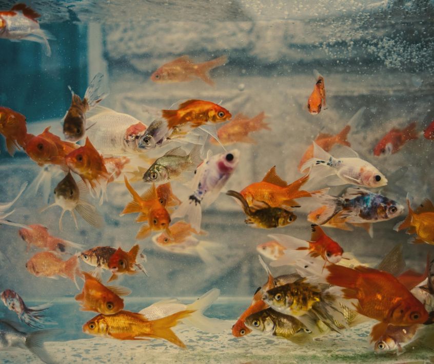An aquarium full of small brightly colored goldfish.