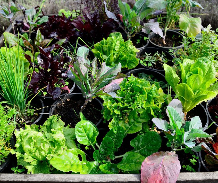 Vegetable container garden consisting of many small pots of health veggie plants.