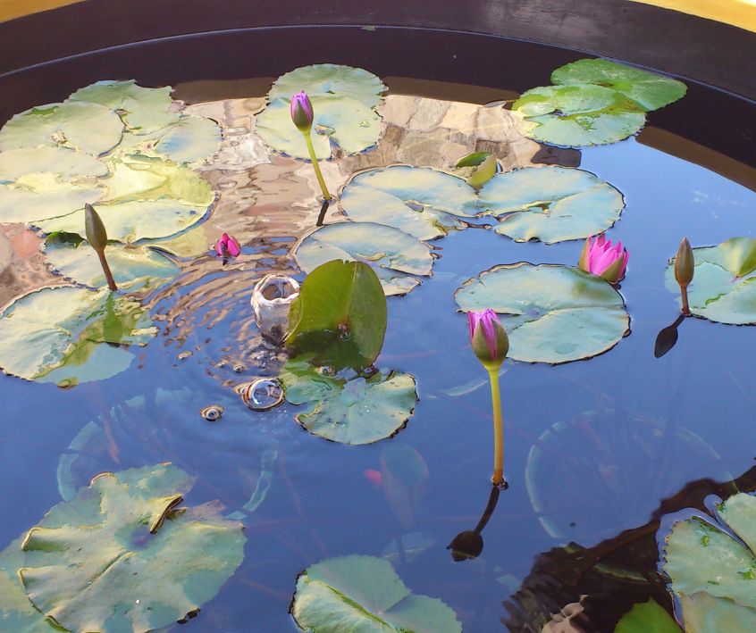 A container lily pond in bloom.