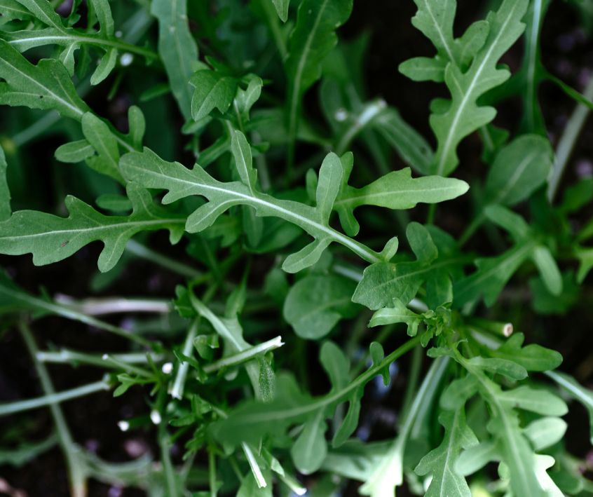 The green deeply notched leaves of wild arugula.