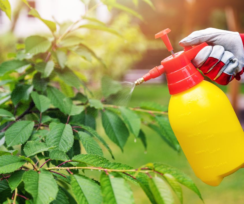 A gardener spraying a shrub with and pump sprayer.