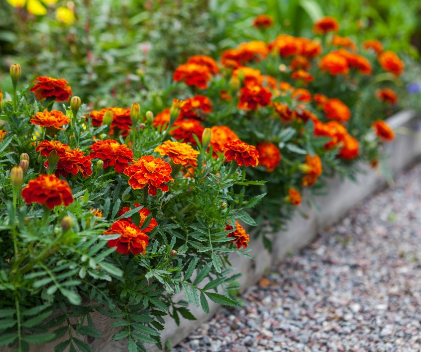 A narrow garden bed boarder of bright marigold flowers.