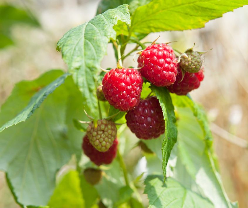 Red raspberries ripening on the bush.