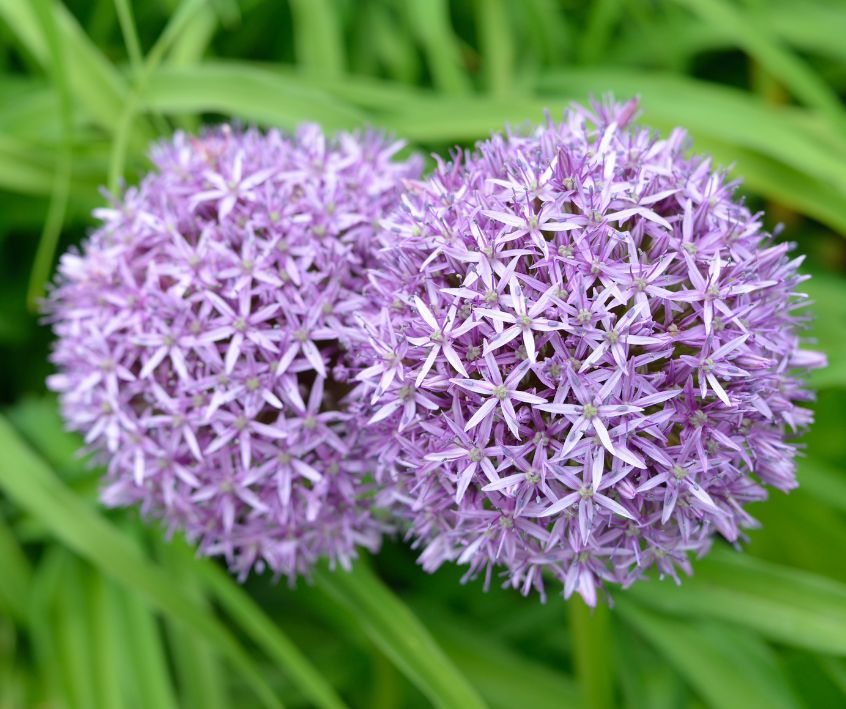 Two pink Allium flowers rising above their slim green foliage.