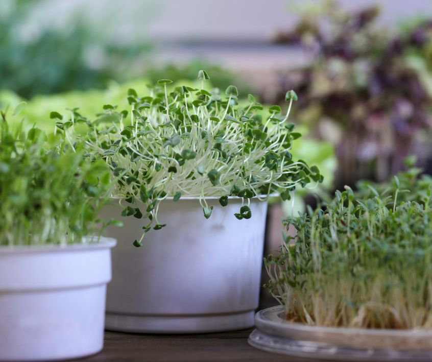 Amaranth and chia microgreens growing in a small indoor garden.