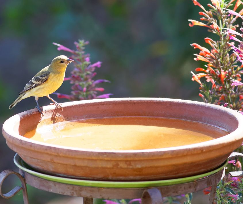 American Goldfinch Perched on a Bird Bath surrounded by Salvia flowers.