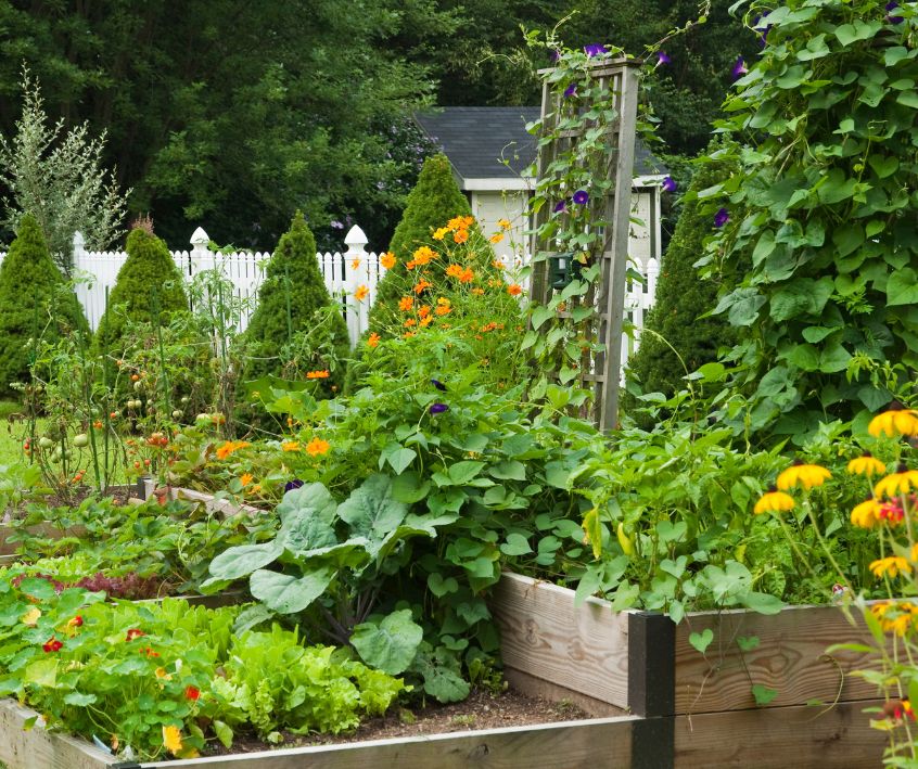 A lush backyard raised bed vegetable garden.