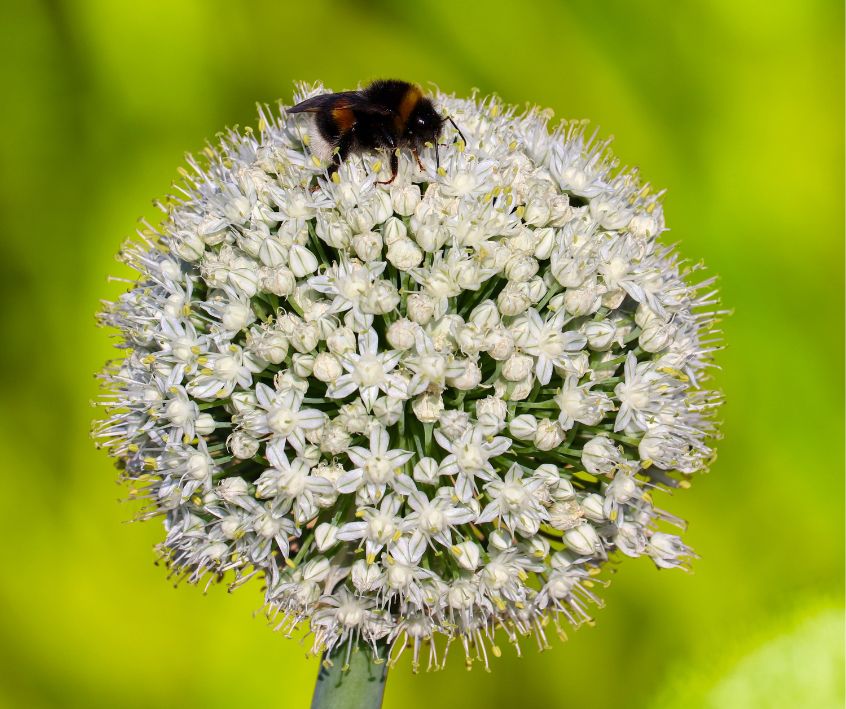 Bumble bee on a white Allium flower.