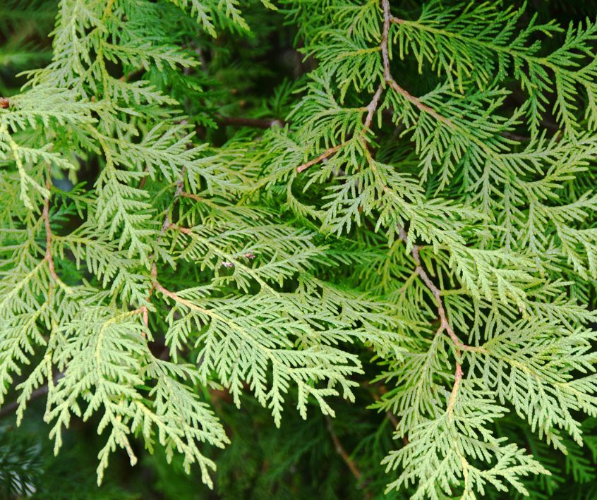 Green Cedar Boughs