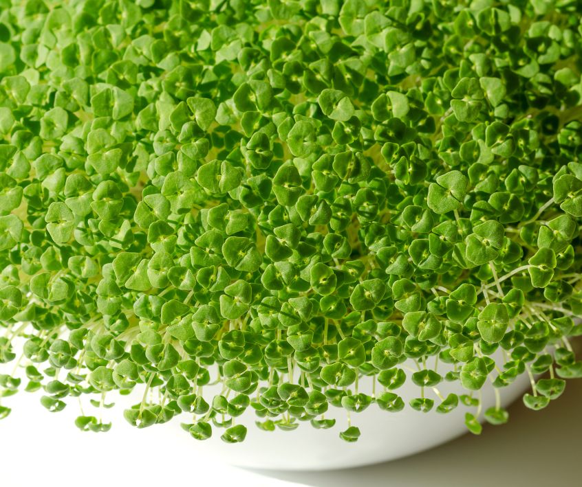 Chia microgreens growing in a white bowl.