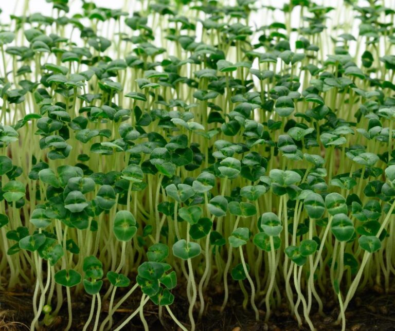 Green chia microgreens growing in soil