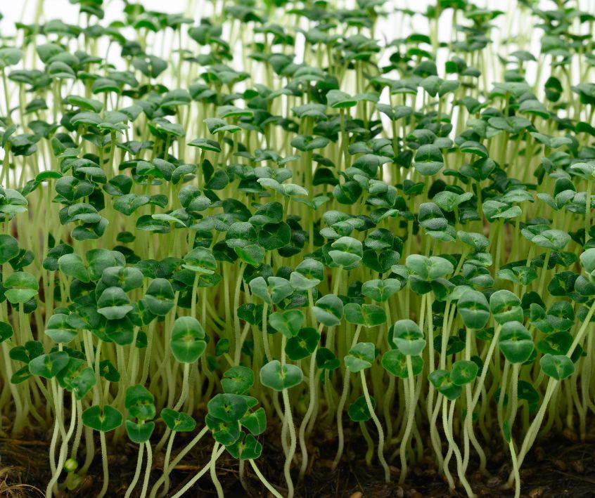Green chia microgreens growing in soil