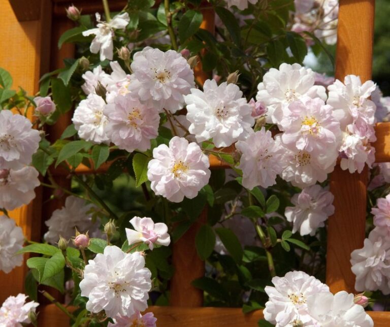 Pink flowered climbing rose growing up a wooden trellis.