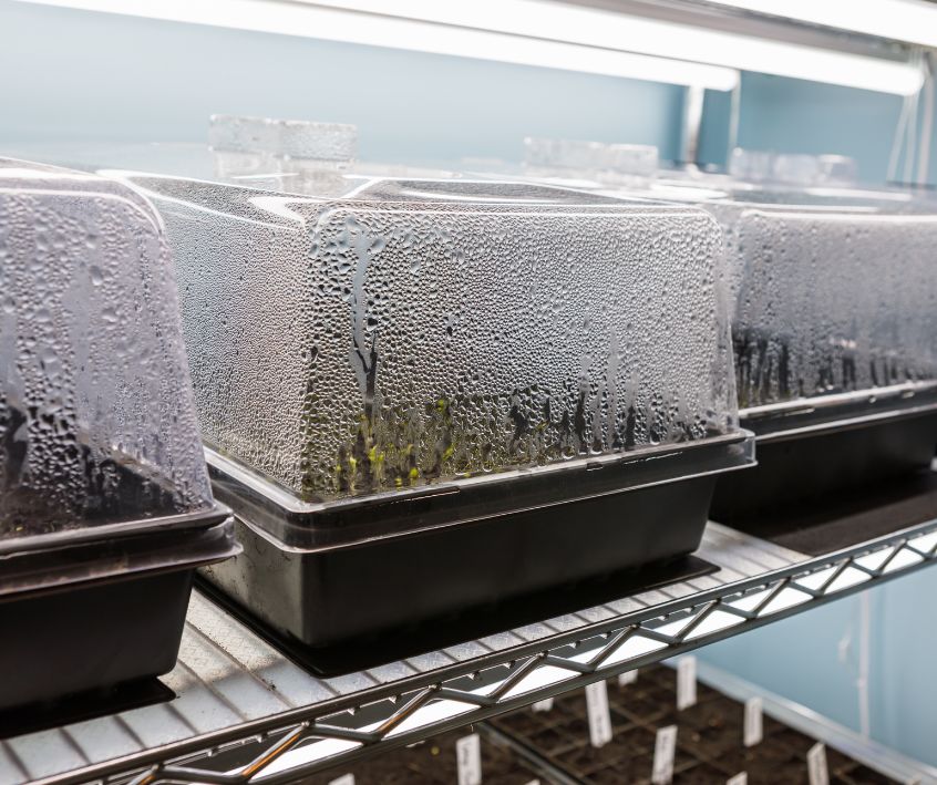Condensation Forms on Seed Starting Domes