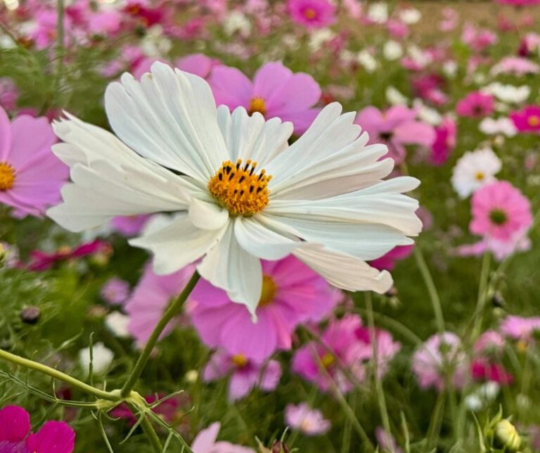 A white cosmos flower surround by pink and red flowers in a garden.