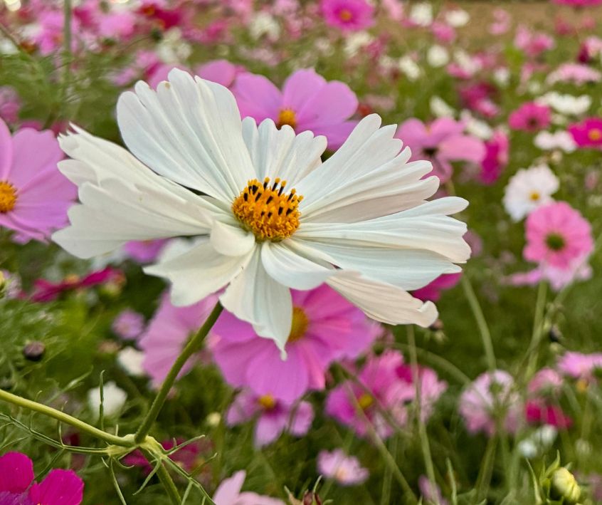 A white cosmos flower surround by pink and red flowers in a garden.