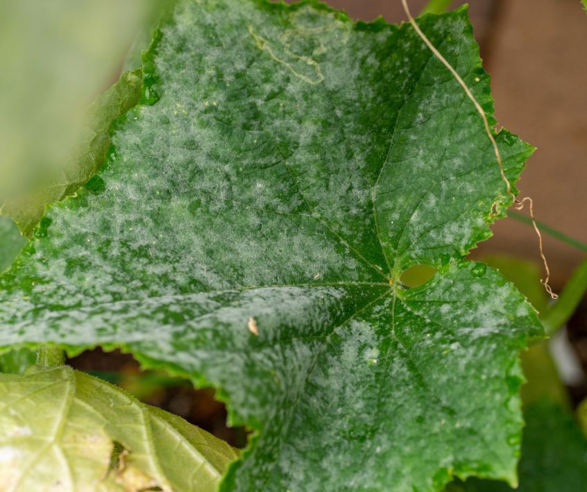White powdery mildew on green cucumber leaves.