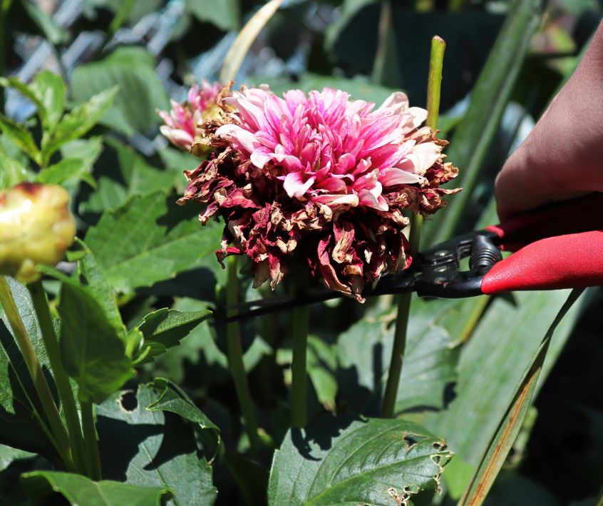 A Gardener Deadheading and Clipping Back Spent Dahlia Flowers.