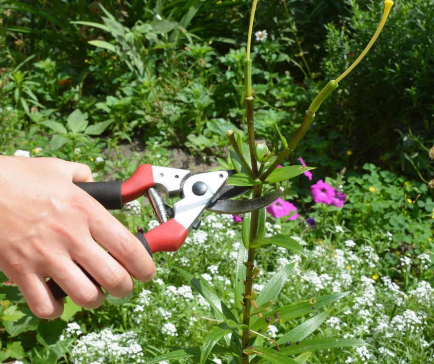 A person deadheading lilies in a garden.