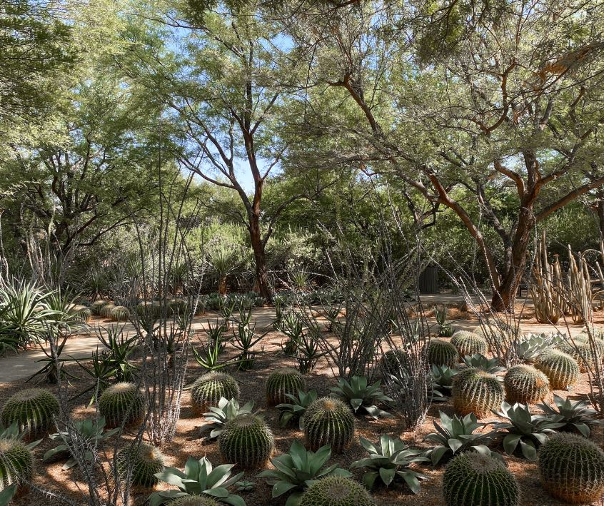 A shady desert garden with a canopy of mesquite trees.