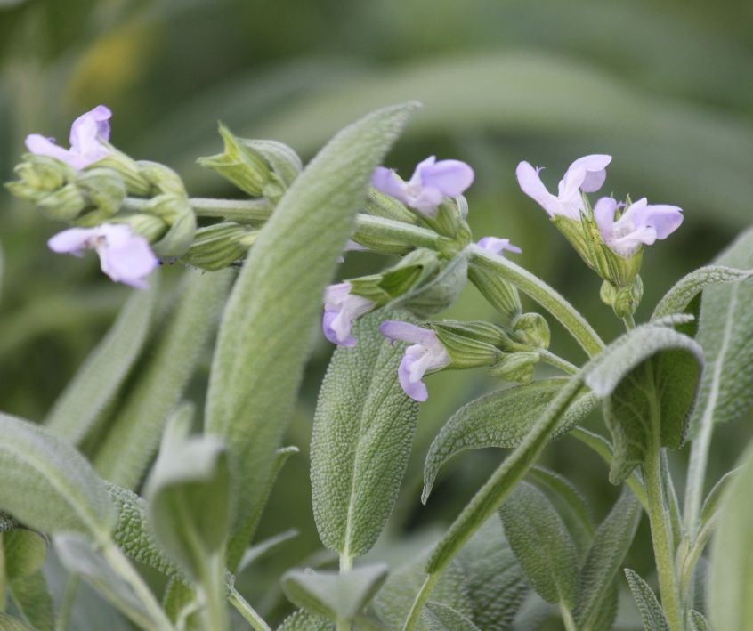 Small purple flowers on a garden sage plant.