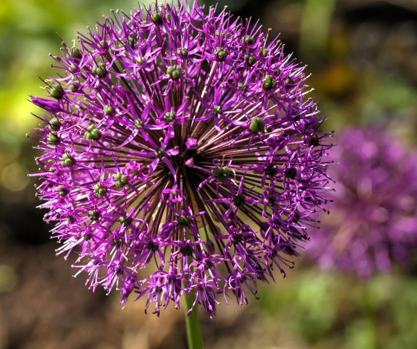 Purple ornamental onion flowers.