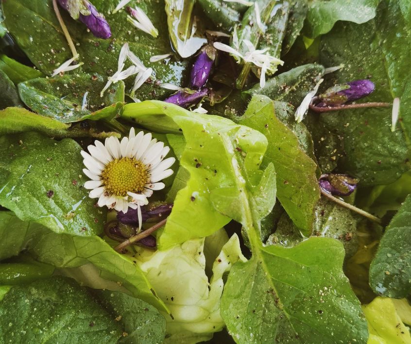Fresh Green Salad with White and Purple Edible Flowers.