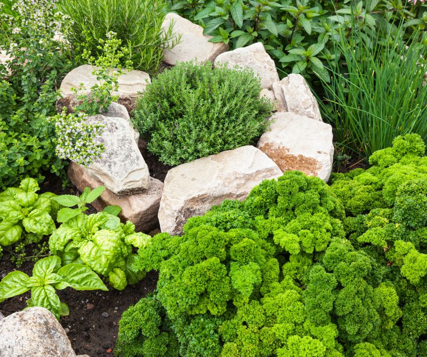 Large Healthy herb plants growing in a stone herb spiral.
