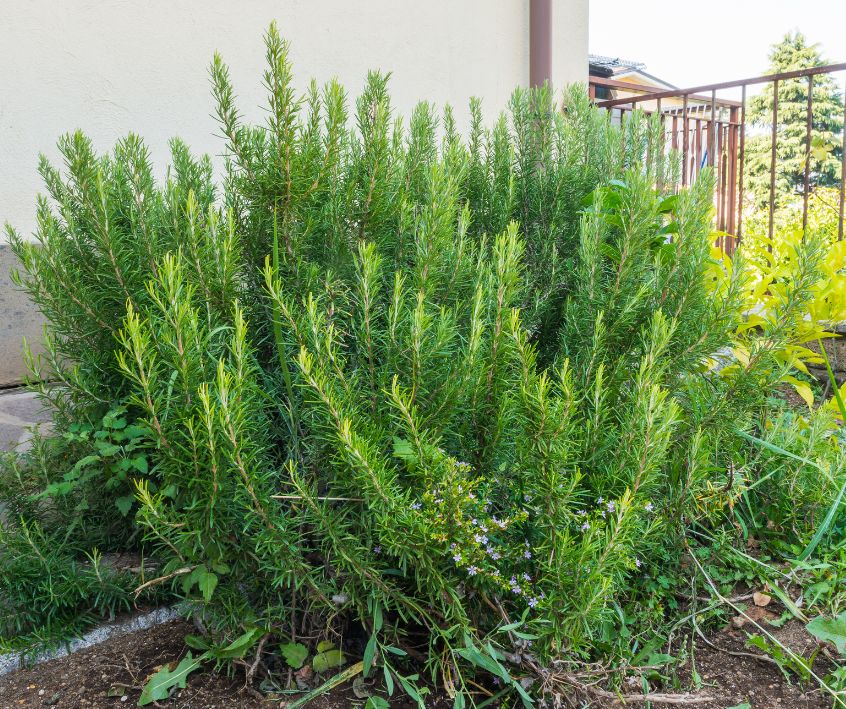 Large green rosemary bush growing in a small garden.