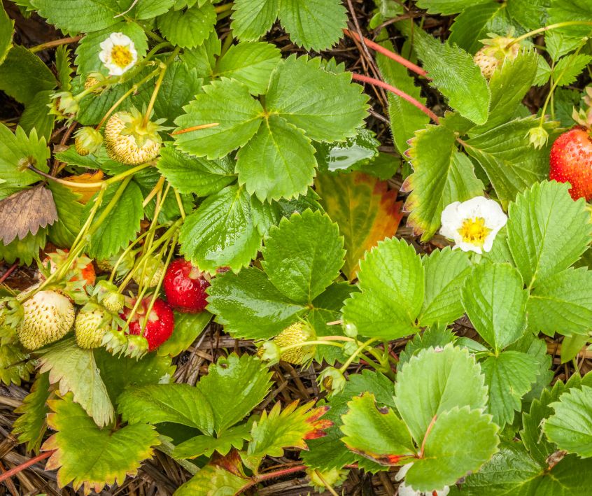 Strawberry plants with red ripening strawberries growing as a ground cover.