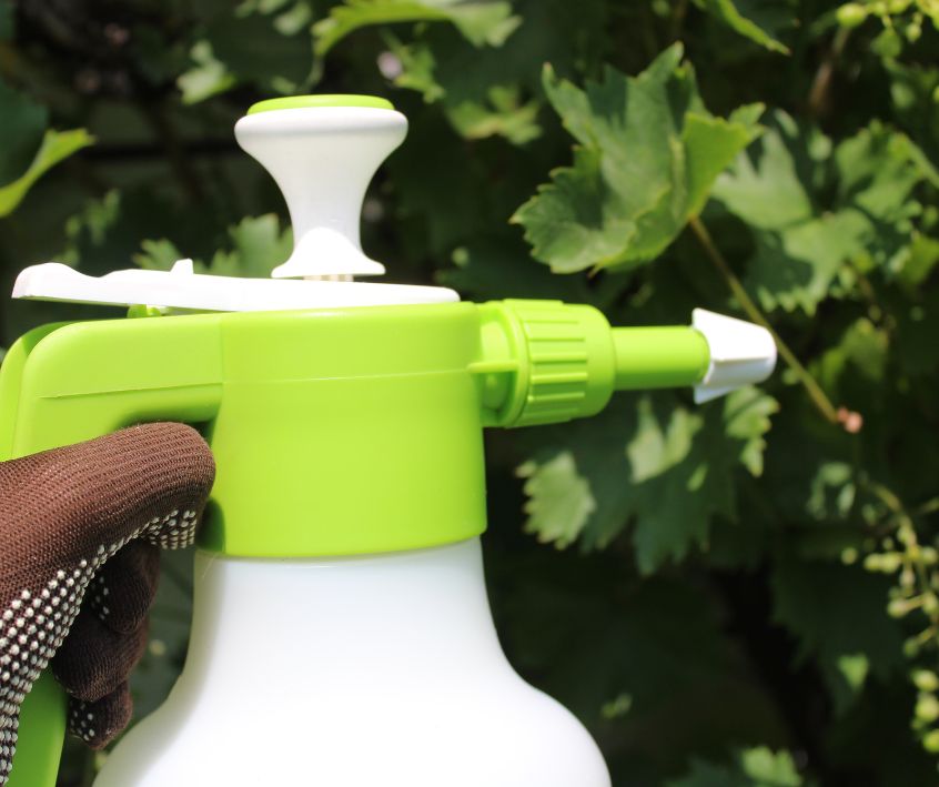 A gardener spraying grape leaves with fungus treatment.
