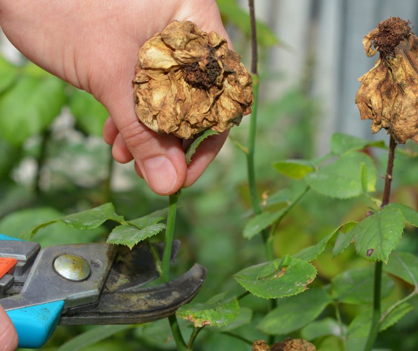 Gardener deadheading dry spent roses in the garden with and shears.