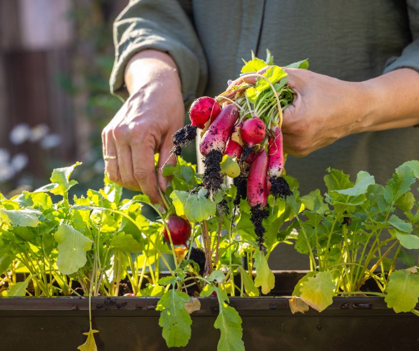 Gardener harvesting fresh radishes from garden planter.