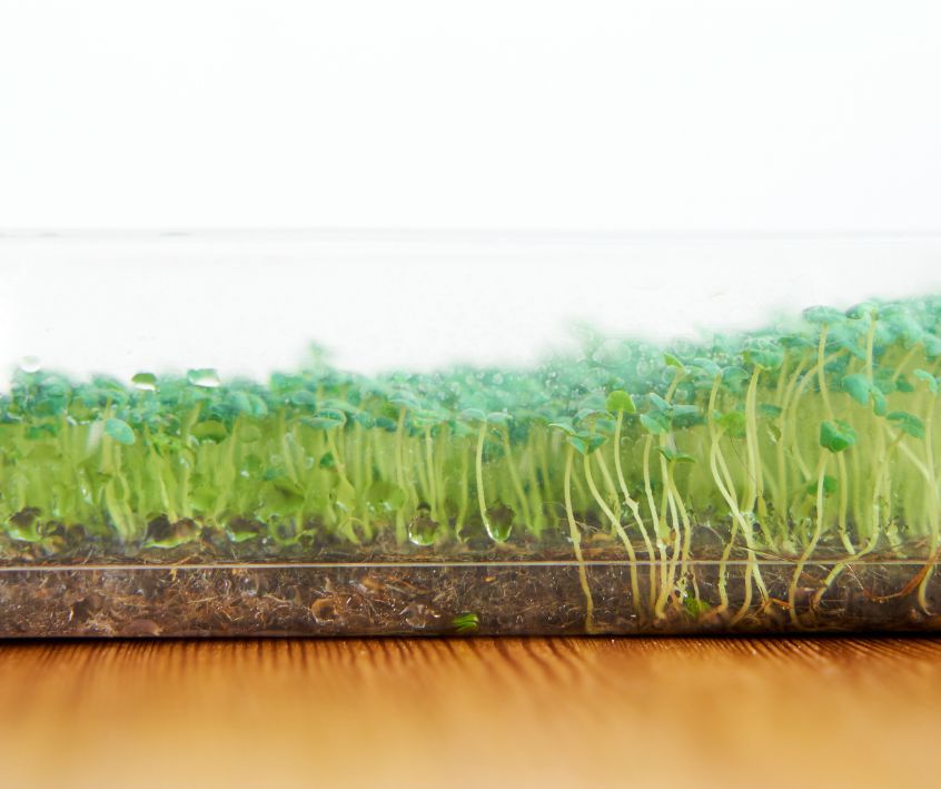 Tiny green chia microgreens growing a shallow plastic tray on a wooden table.