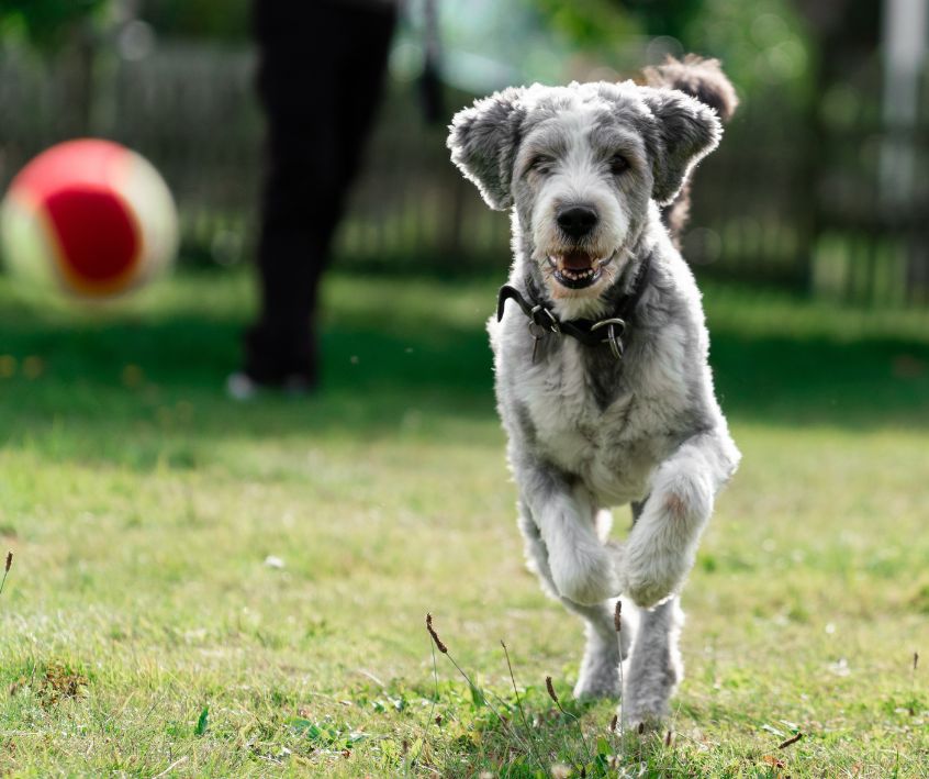 Dog playing fetch in a grassy backyard.
