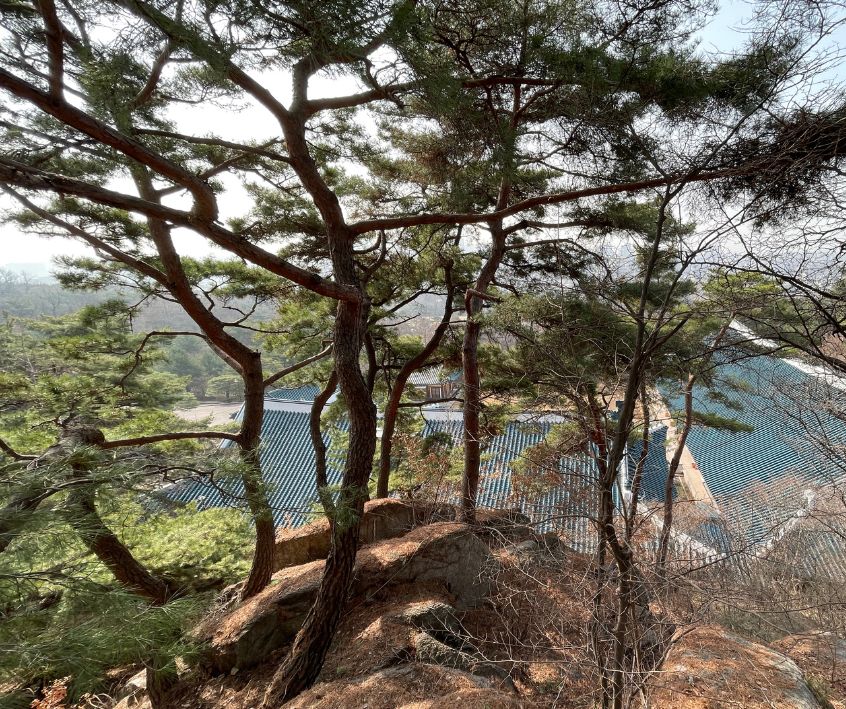 A group Korean Pine Trees on a rocky out cropping in winter.