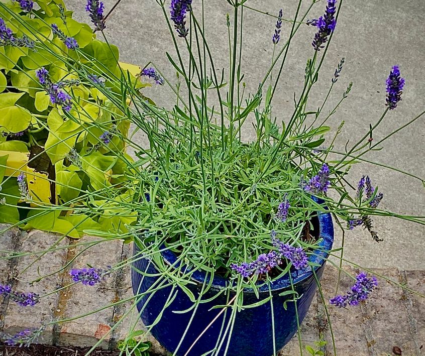 A lavender plant growing a blooming in a blue pot.