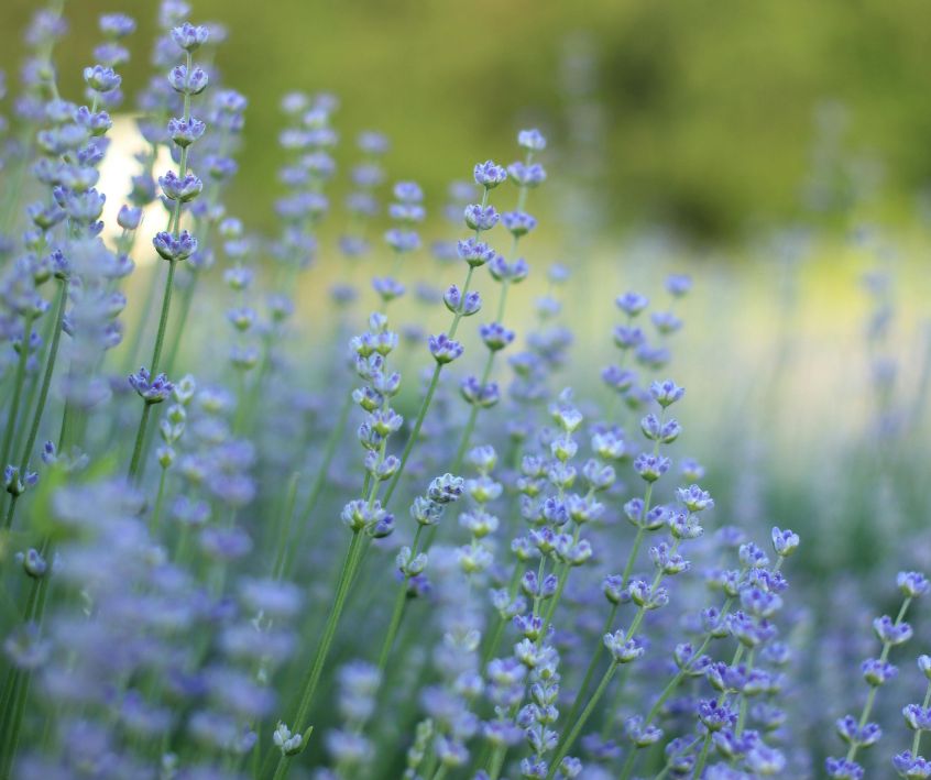 Purple Lavender Plants Blooming in Garden.