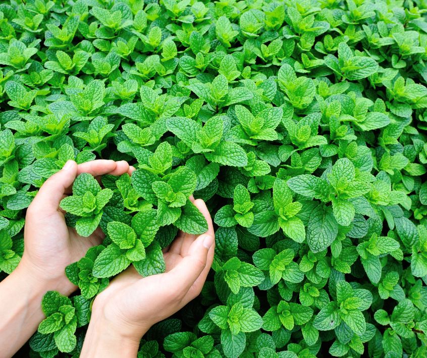A person holding mint shoots in a garden.