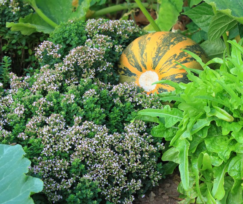 Green and yellow striped squash, thyme, lettuce, and collard plants growing in a raised garden bed.